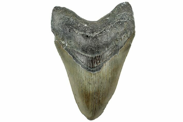 Serrated, Fossil Megalodon Tooth - North Carolina #311830